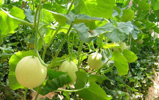 蔬菜 瓜菜类 甜瓜 >产地直销 无公害有机薄皮东方蜜一号甜瓜 皮薄酥脆