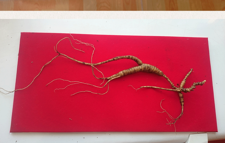 长白山纯正鲜品野山参 30-50年野生人参 纯货 送礼泡酒自用尚品