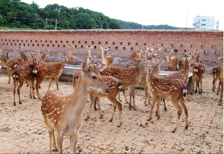 鹿场出售种鹿育成鹿健康活体鹿质量好成活率高送货到家