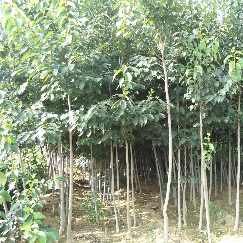 批发中药材苗木 经济型绿化树苗 供应山东种苗杜仲树