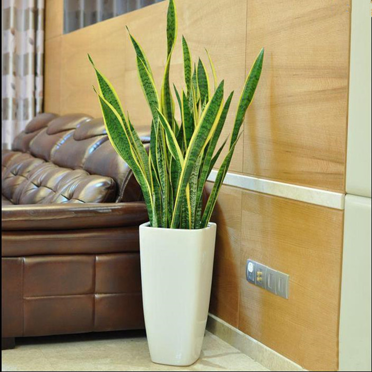 批发虎尾兰 金边虎皮兰 吸收甲醛 净化空气 室内盆栽花卉四季常青