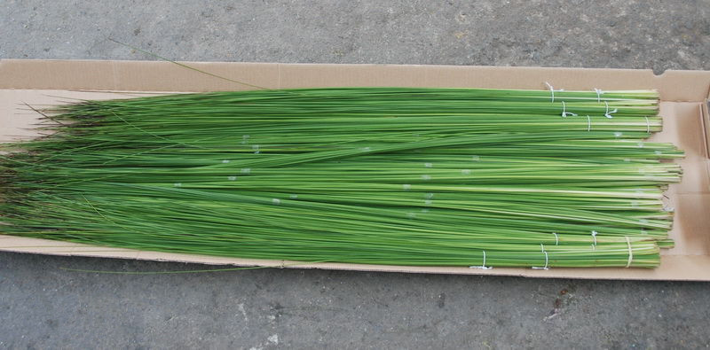 【我要花】刚草 厦门鲜花直供 切叶配叶批发 鲜花批发