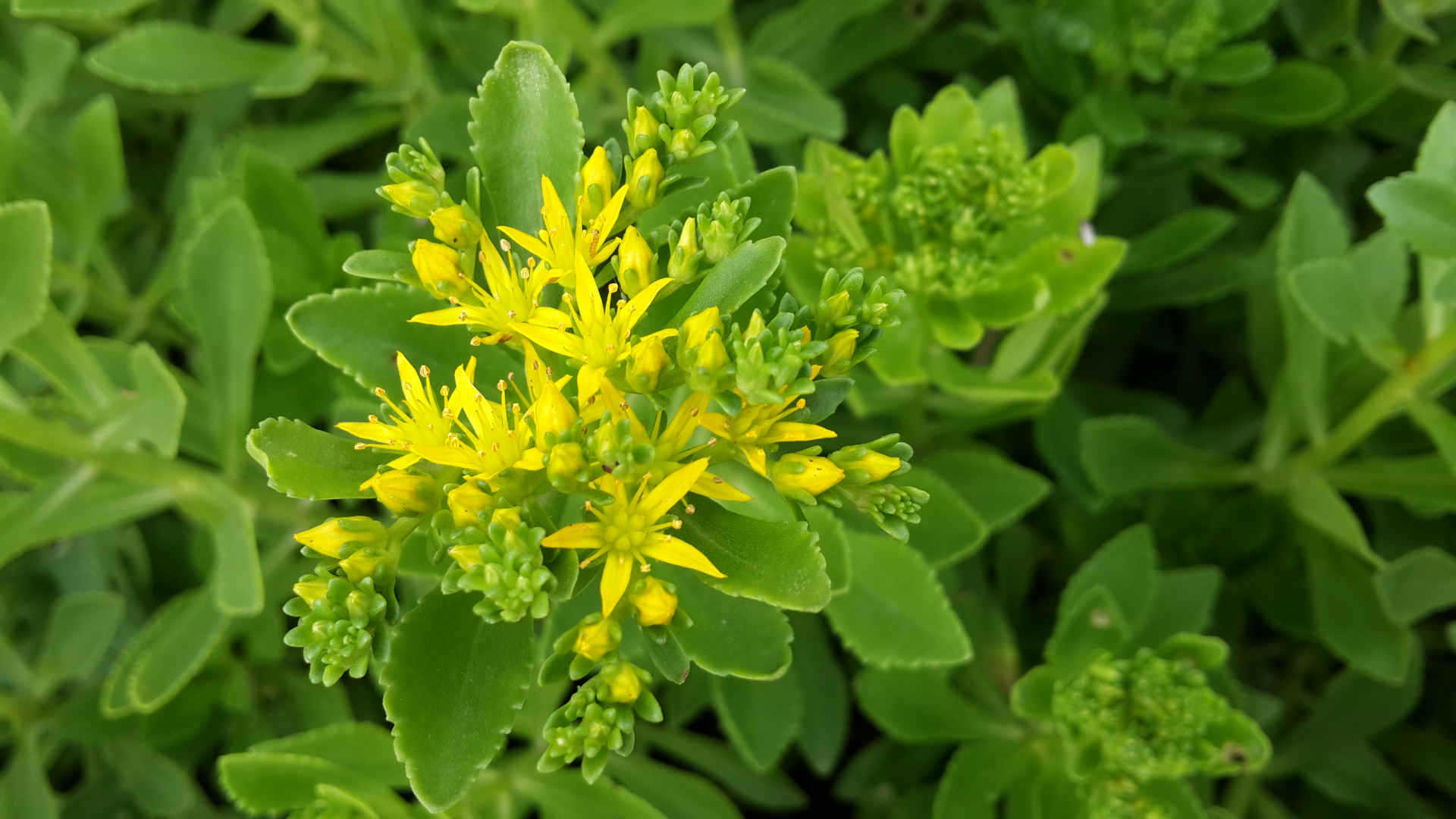 厂家批发 保健野生菜养心菜 救心菜种子多年生蔬菜种子(不含运费)