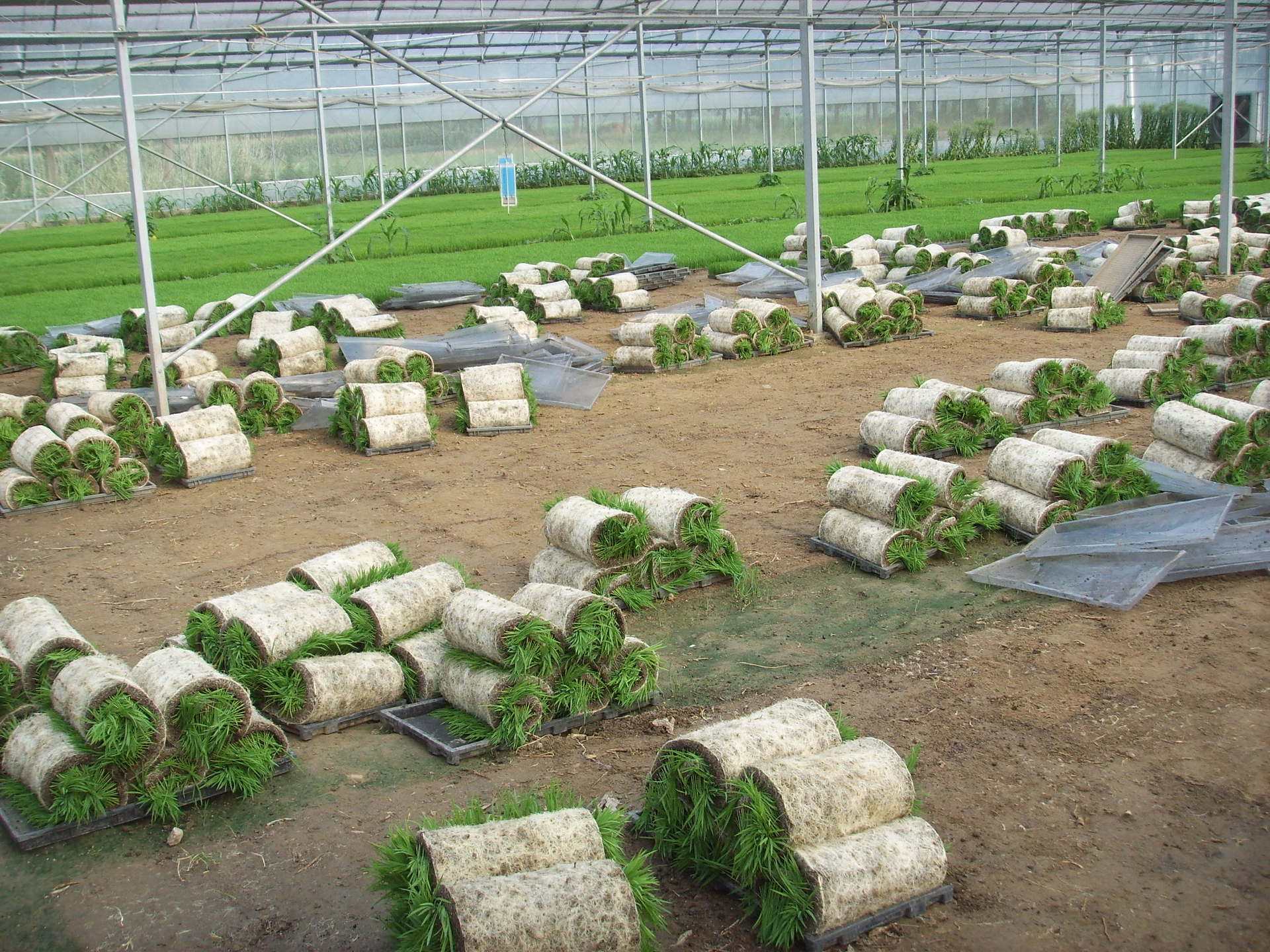 水稻育秧基质厂家