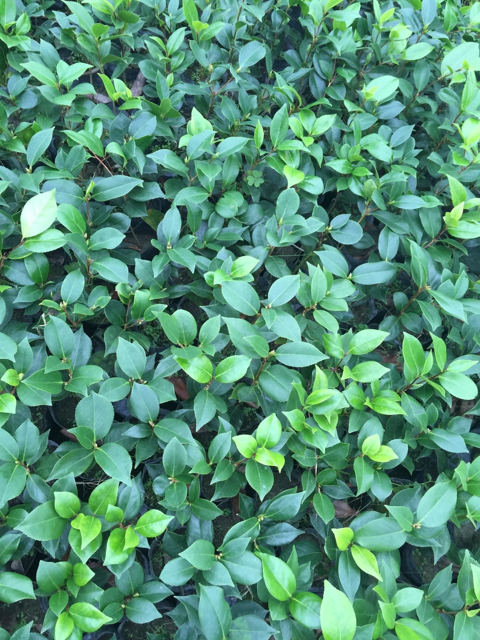 茶花苗 赤丹茶花苗 室内盆栽花苗批发 新品种绿化苗