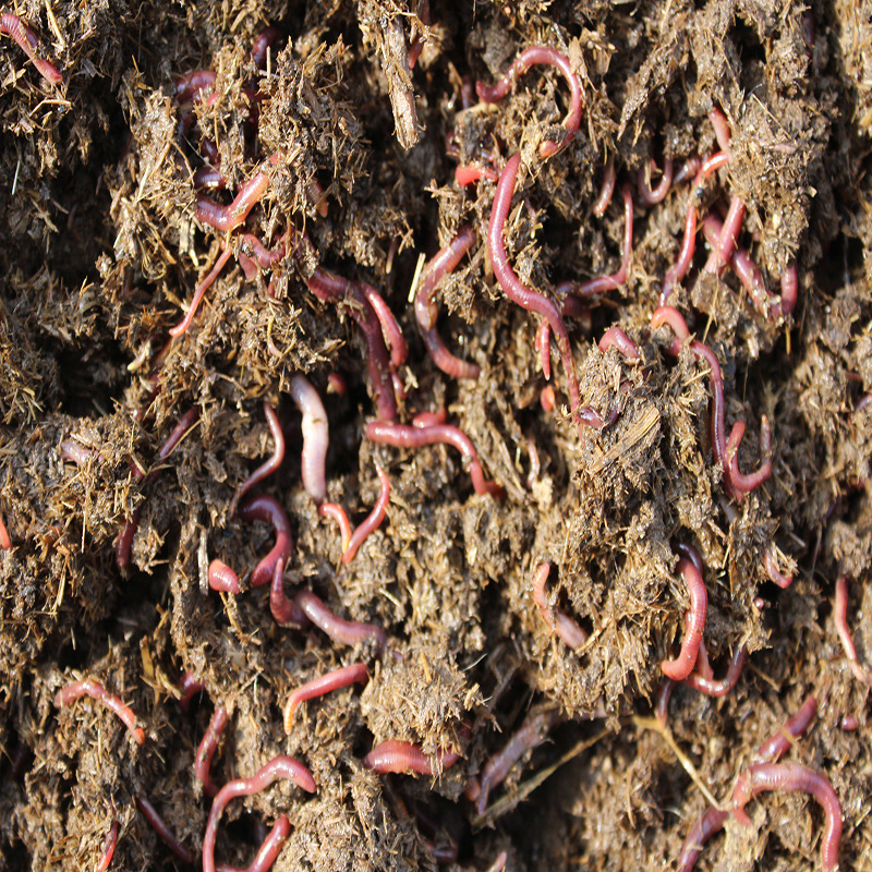 长期供应黑色均匀蚯蚓粪山东蚯蚓粪蚯蚓粪肥蔬菜果园