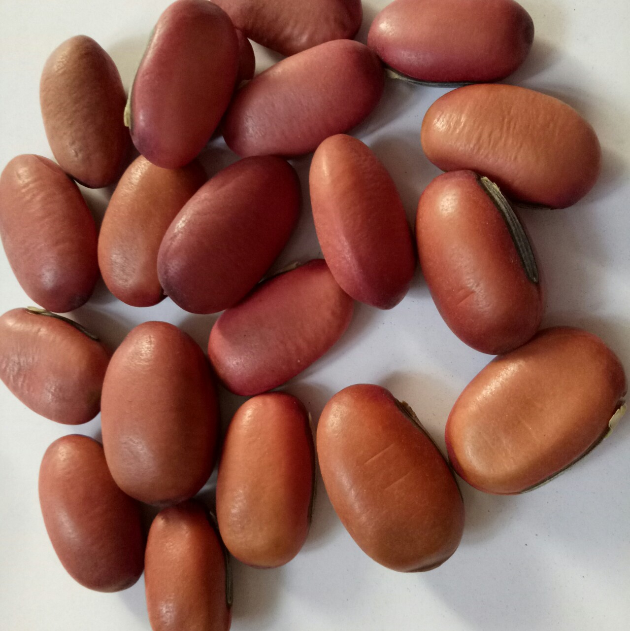 安国相臣冷背药材行 经营优质正品红刀豆批发零售