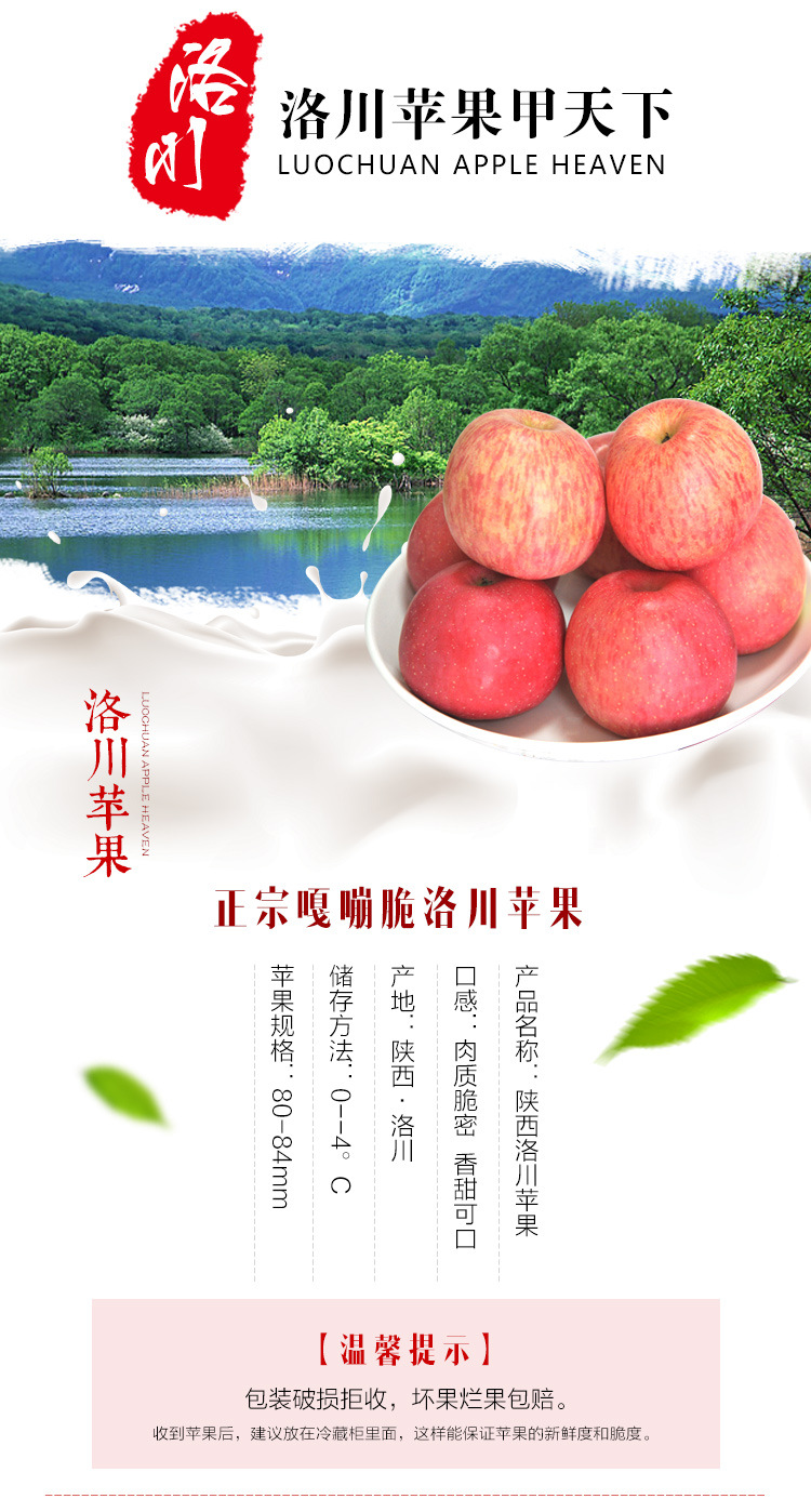 现货洛川红富士 新鲜水果12枚80 脆甜苹果 天然多汁苹果 大量批发