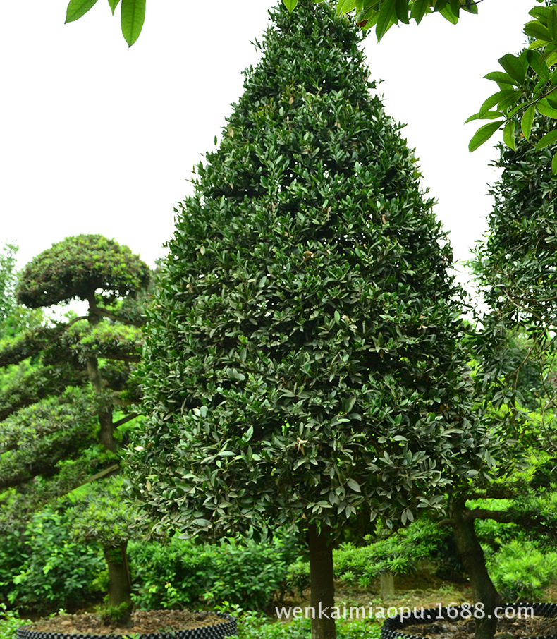 自家苗圃出售湖南  锥形精品竹柏 竹柏小苗 价格优惠 8-12公分