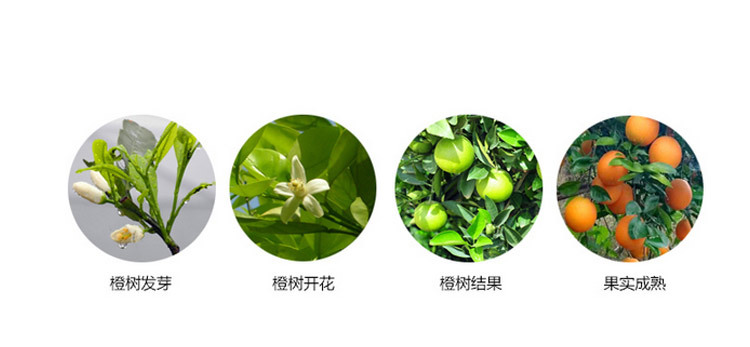 江西赣南脐橙5斤装特级果(70-80mm)现货新鲜水果非湖北秭归橙子 - 食