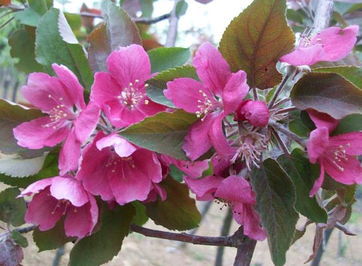 现货销售 南方苹果果树苗 红肉苹果果树苗