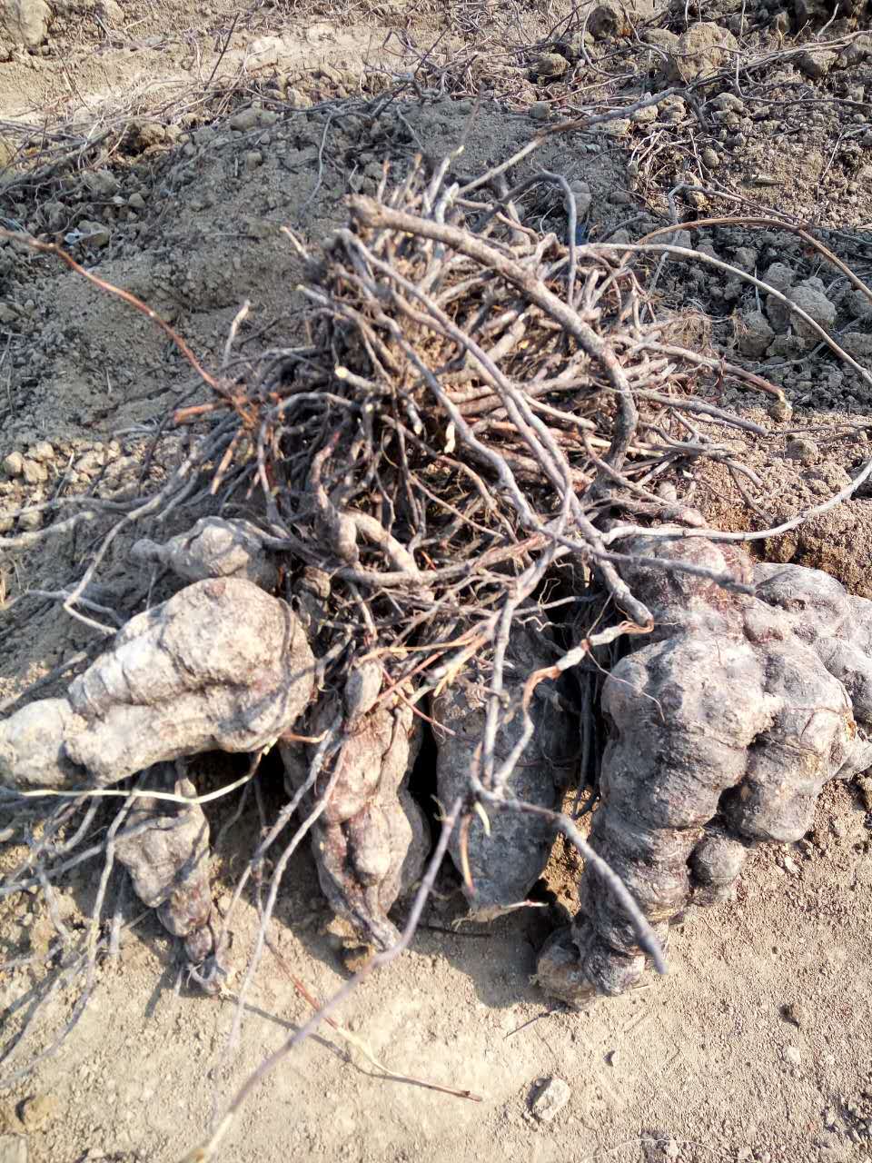 批发 何首乌种苗 何首乌种苗价格 何首乌种植前景 中药材种.