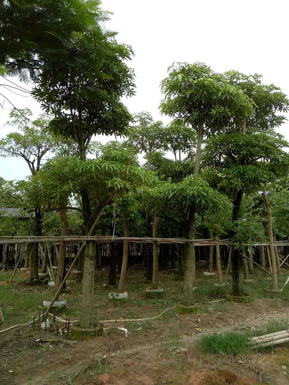 大量盆架子 基地直销糖胶树 绿化苗木 工程绿化树糖胶树