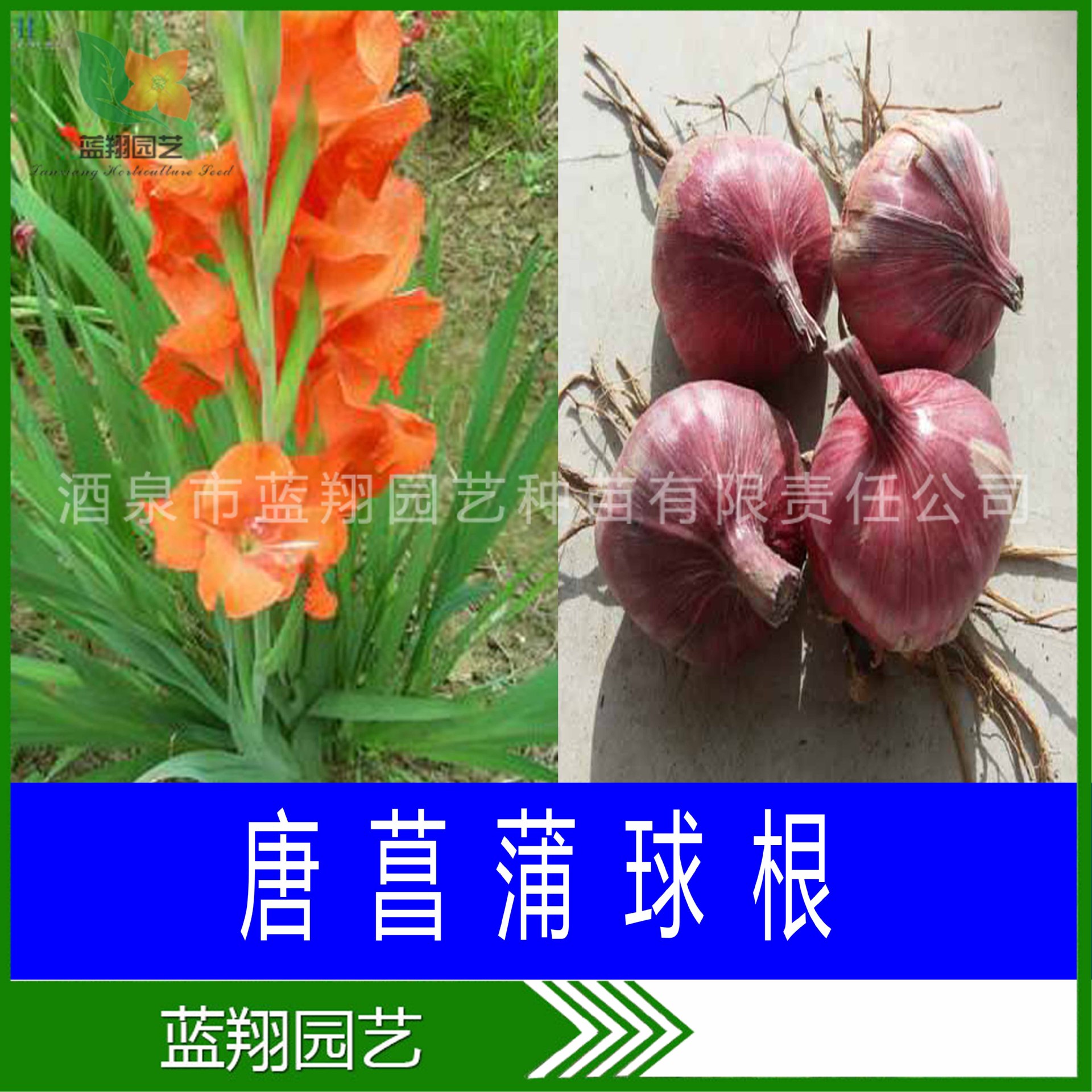 批发唐菖蒲种球阳台盆栽趣味观赏种球家庭摆设花镜观赏花剑兰种球