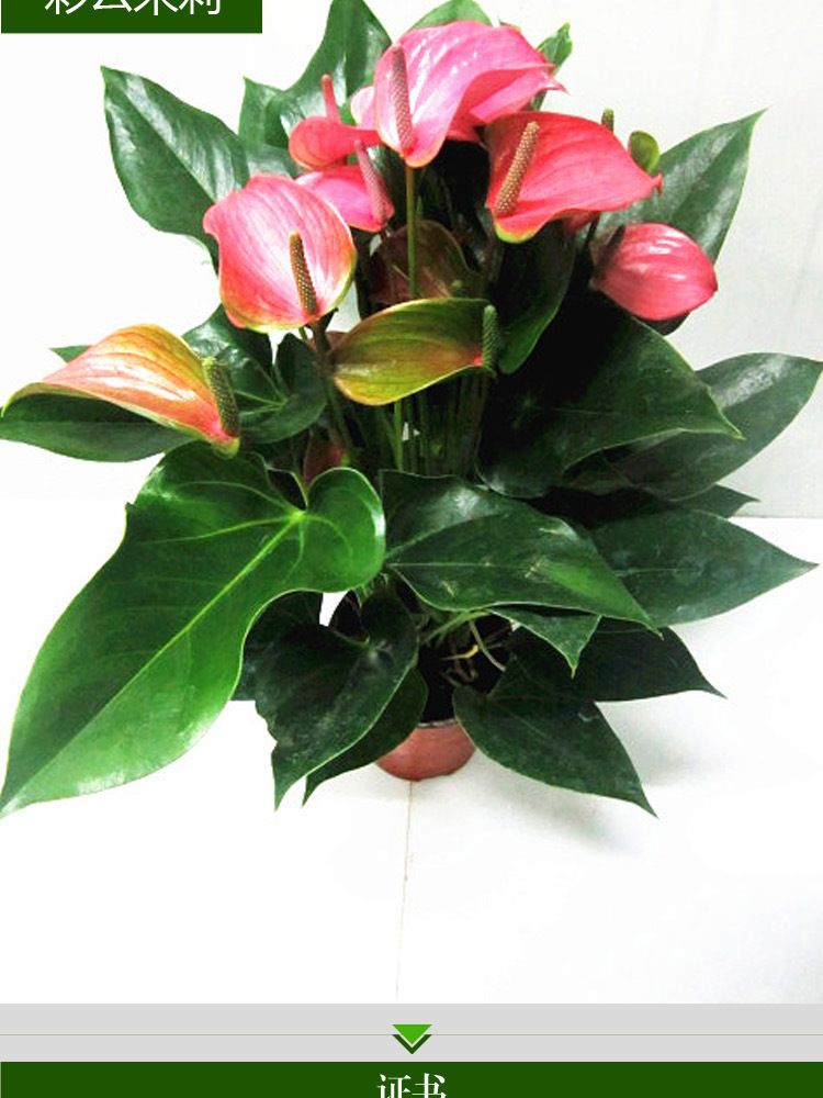 红掌绿植盆栽金钱树红掌花卉室内绿色水培植物阳台办公室桌面盆.