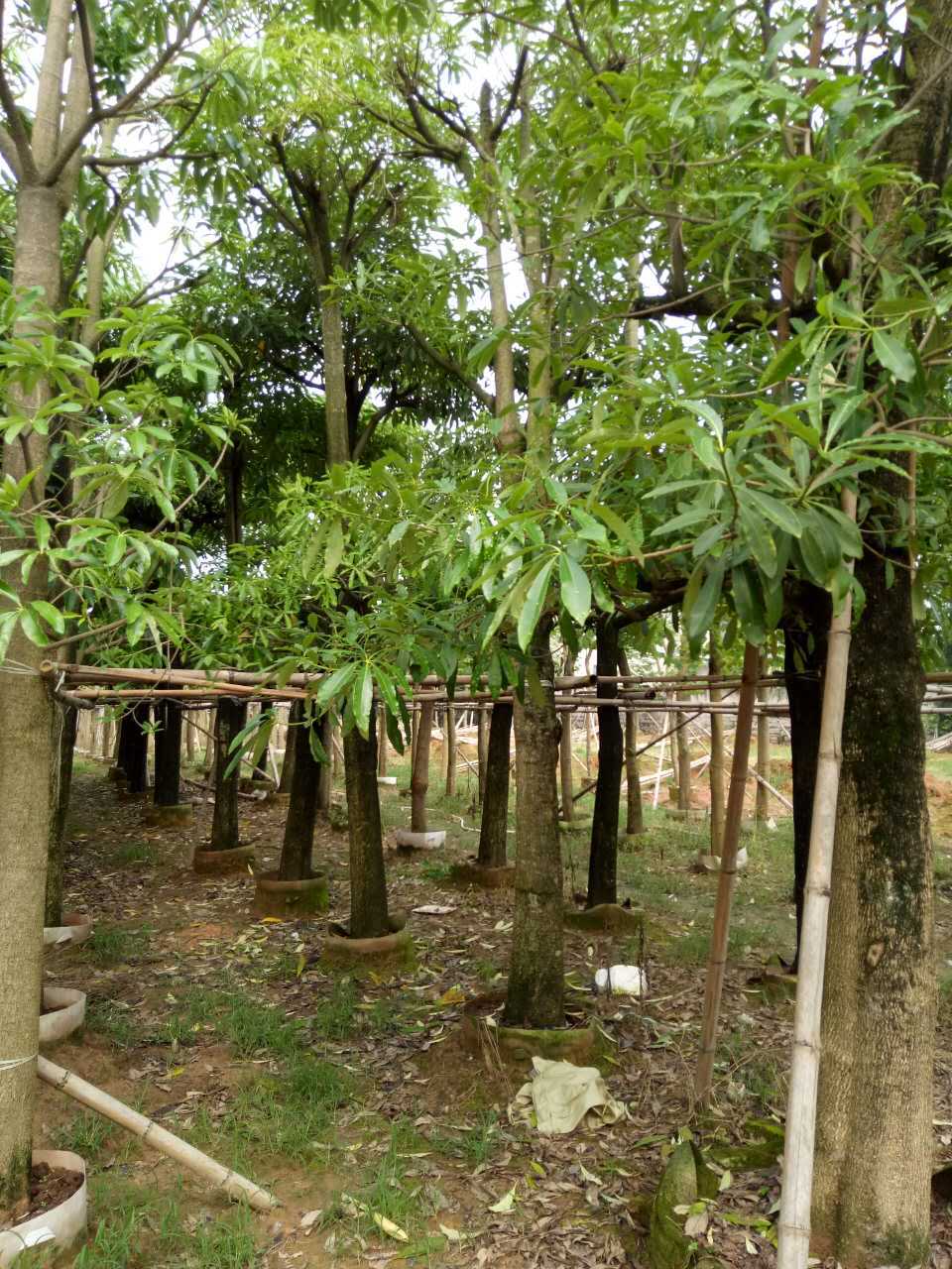 大量盆架子 基地直销糖胶树 绿化苗木 工程绿化树糖胶树