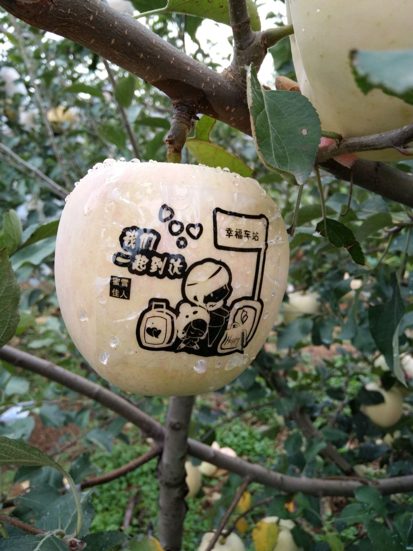 带字苹果 艺术红富士 贴字苹果 5斤33元包邮 圣诞果 平安果 批发