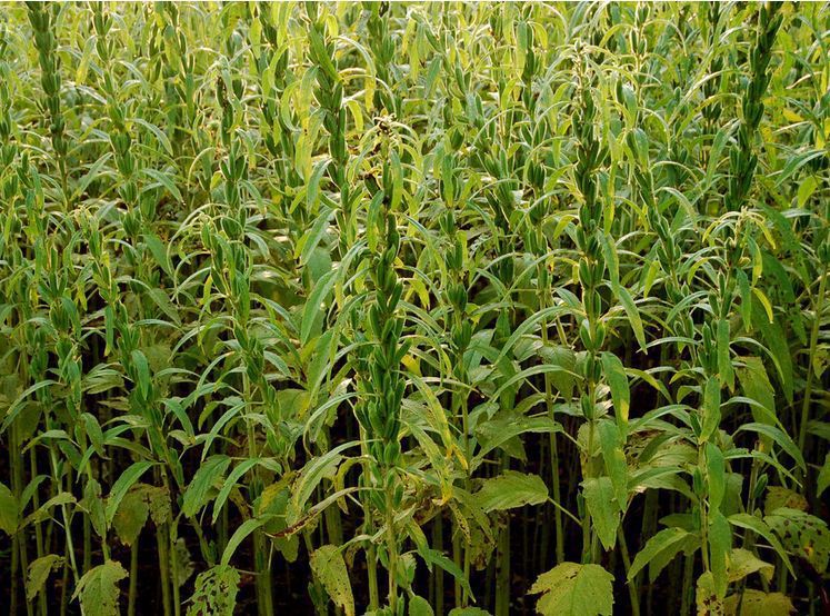 白芝麻为胡麻科胡麻属植物脂麻的种子