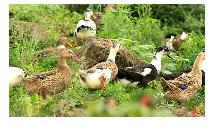 四川资中现杀老麻鸭农家放养草鸭正宗老鸭子散养老鸭土鹅