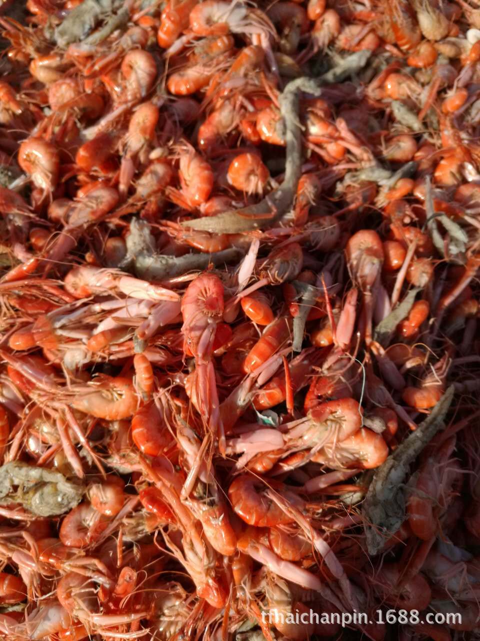 狗虾 红虾 自家渔船捕捞*** 渤海海域的特色水产品