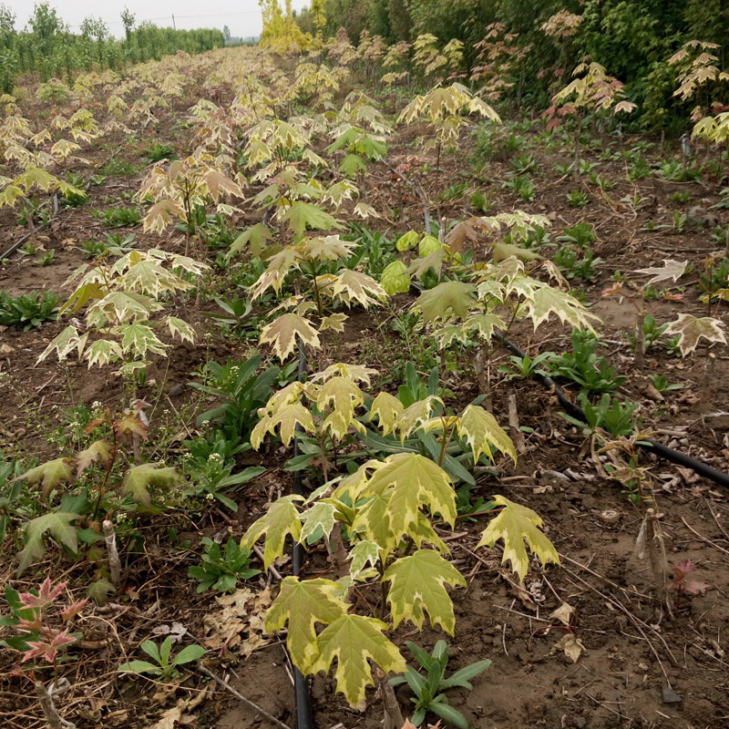 花叶挪威槭 夏雪 耐寒耐干旱生长速度快 新品种彩叶树 挪威槭夏雪