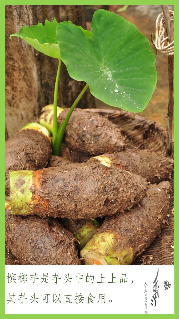 富硒香芋湖南江永香芋瑶家自种原生态富硒槟榔芋头