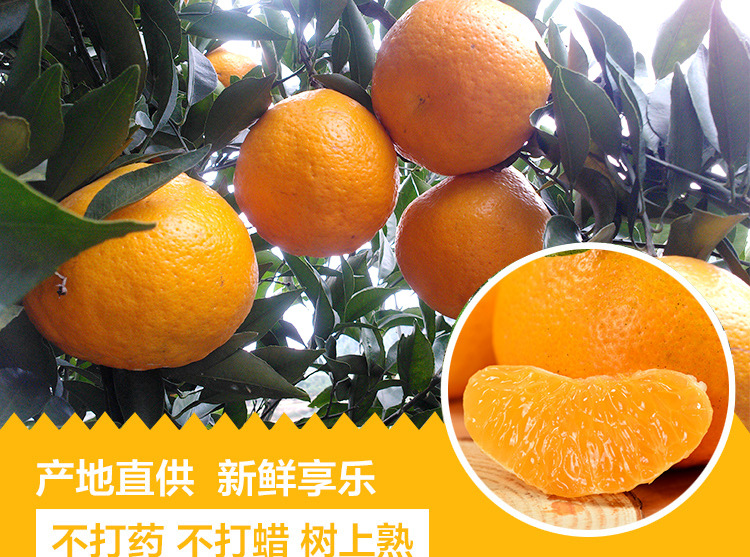【星雨水果乐园】供应果园直供 新鲜水果 橘子四川特产春见耙耙柑