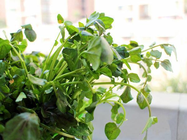 零售制造 商用 小提醒:菠菜豆腐汤是民间的传统家常汤菜,以其清淡爽口