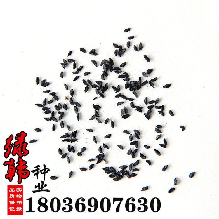 批发草花种子 花葱种子 绿化花草种子 观花植物 发芽率高