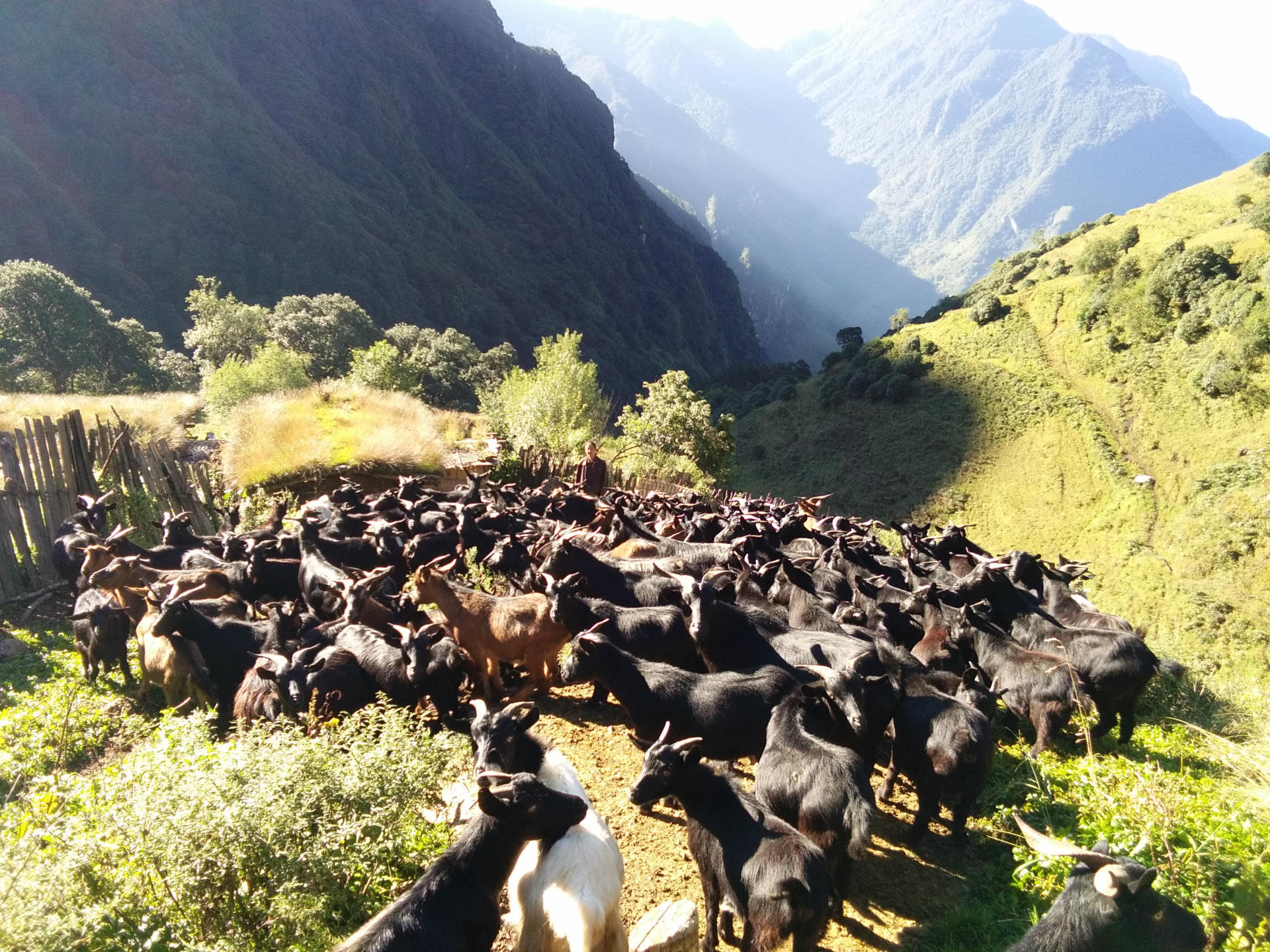牧草,一年四季就放到这片大山里发表了商友圈帖子高山原生态黑山羊