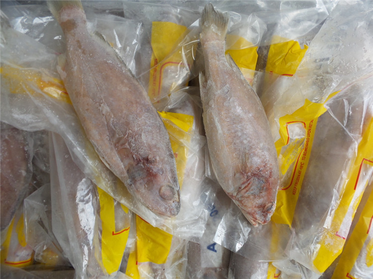 缅甸黄姑鱼,黄花鱼