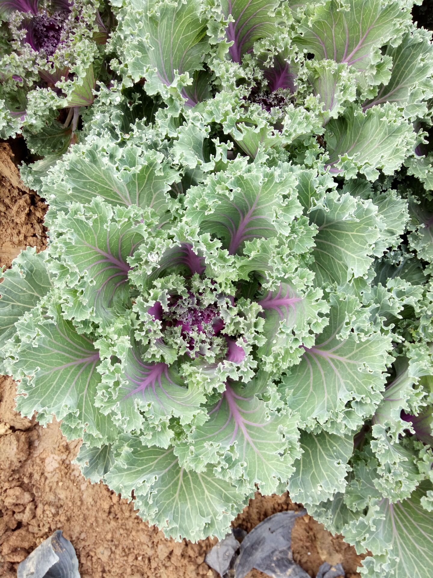 彩色植物羽衣甘蓝批发 耐寒观叶花卉 白色紫色羽衣甘蓝 基地种植