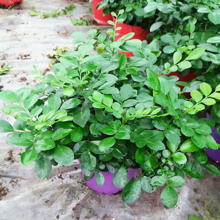 【基地直供】批发九里香(110)观叶植物小盆栽创意办公室