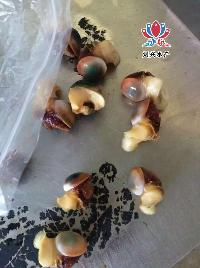 常年供应海螺猫眼蝾螺古文螺眼睛螺猫眼螺