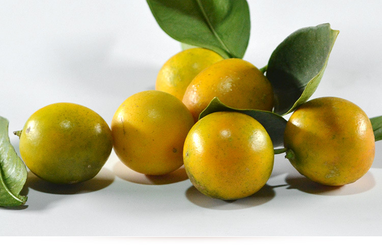 融安脆皮金桔广西特产新鲜水果黄青皮金桔滑皮金桔3斤