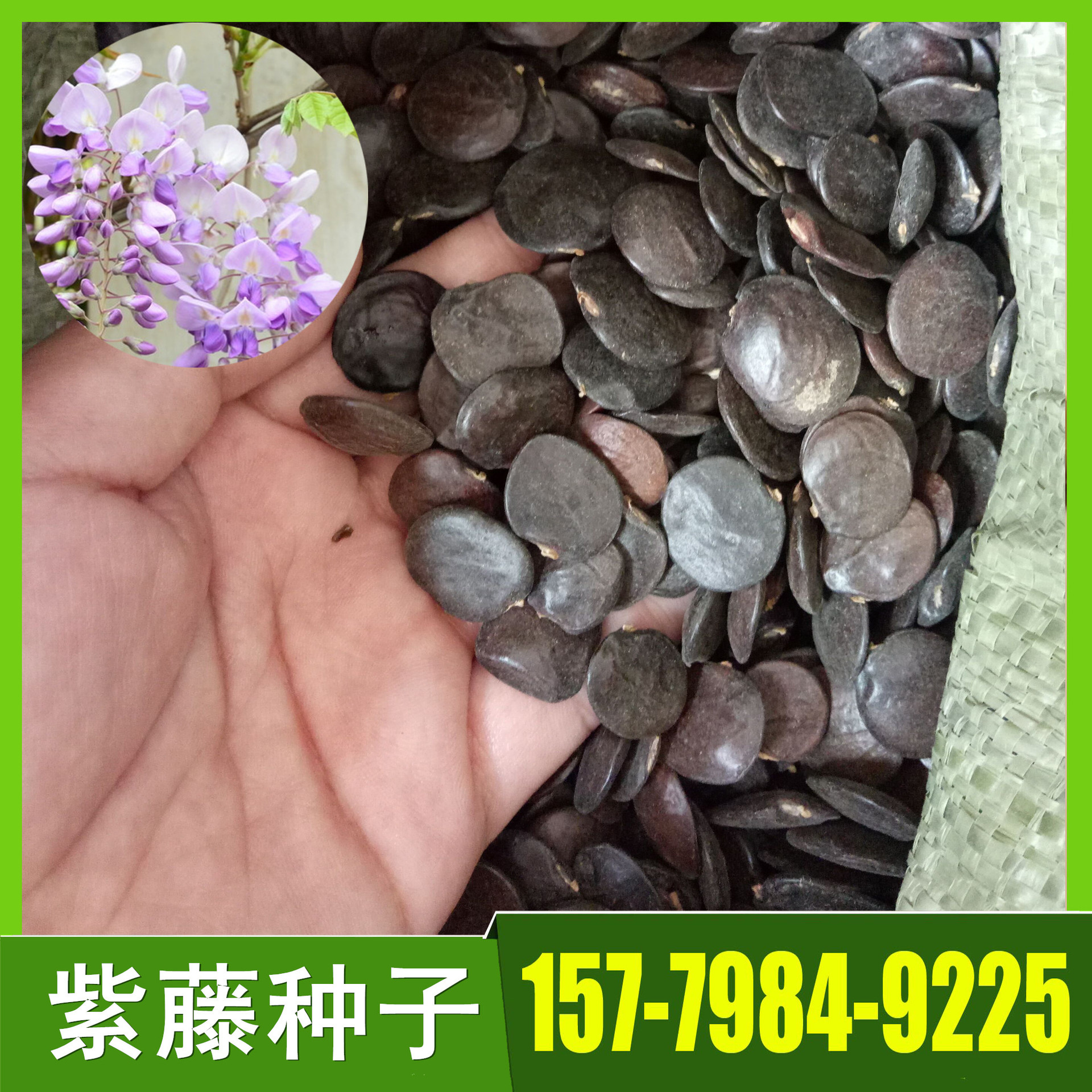 新上市紫藤种子 紫藤花种子价格 庭园绿化 园林棚架