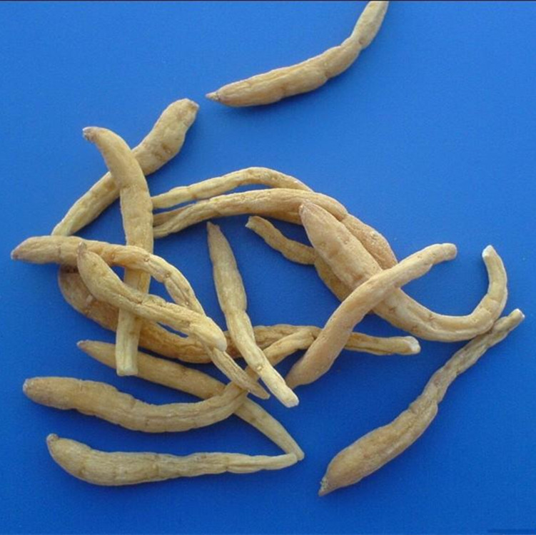 贵州太子参_批发供应中药材 贵州太子参 孩儿参 童