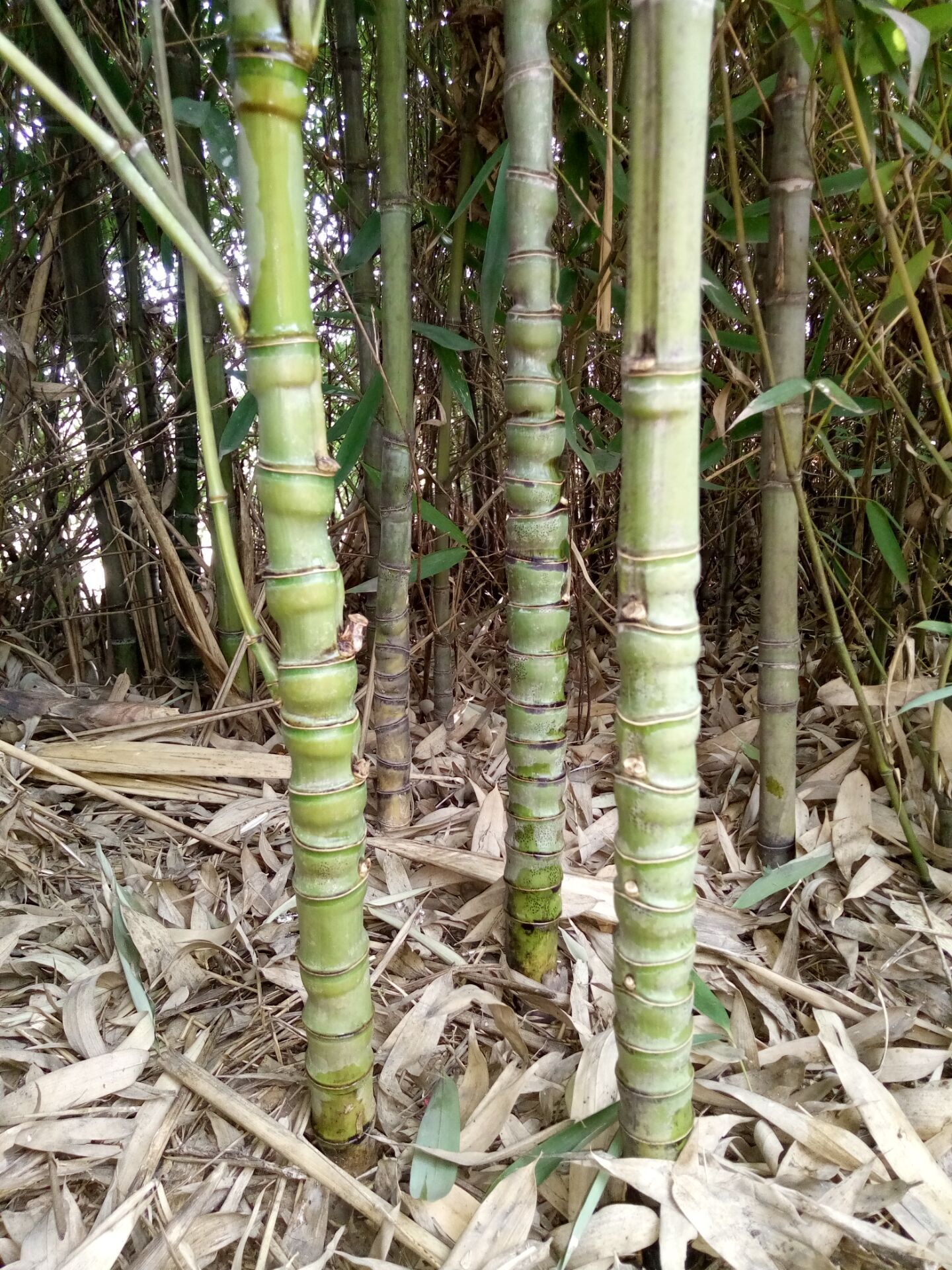 罗汉竹人面竹特别耐寒工程苗量大从优保成活