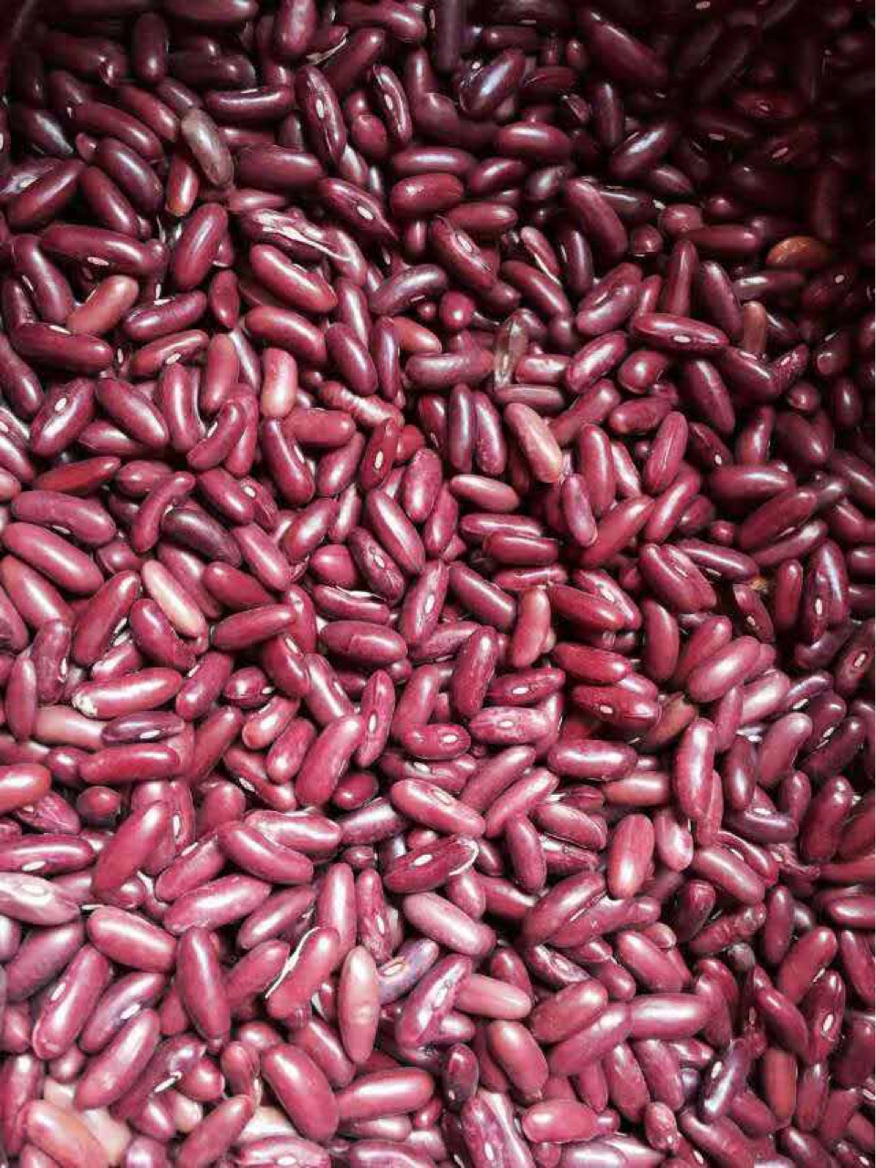 四川成都泰国无筋架豆种子红籽无筋豆种子粒粒手选纯度高条形直