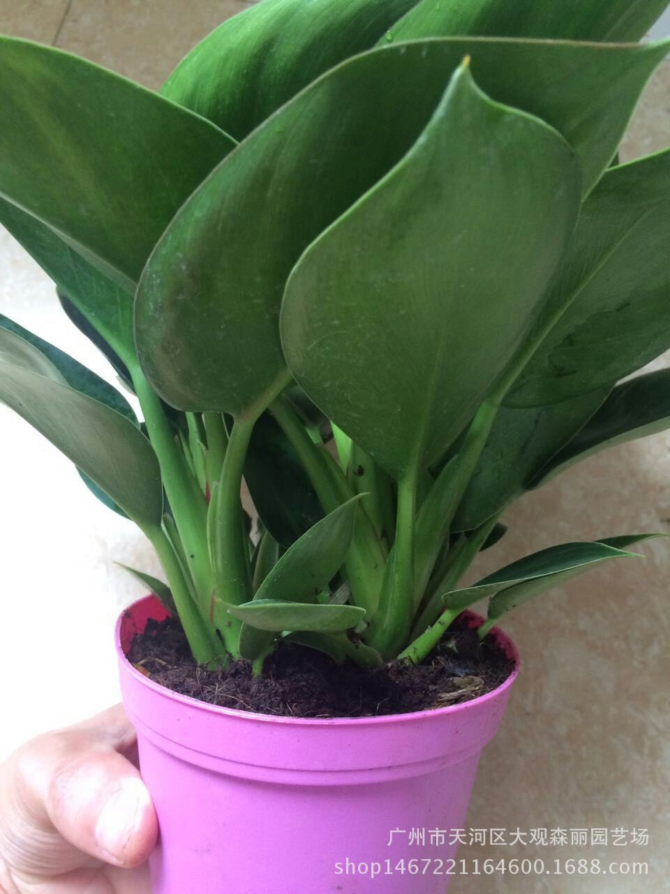 基地批发观叶植物小苹果金钻 绿植花卉 园林绿化 防辐射小盆栽