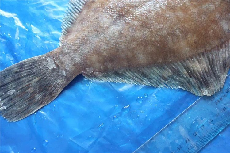 偏口鱼 鲽鱼 200/500g 船冻 海捕 肉质鲜嫩