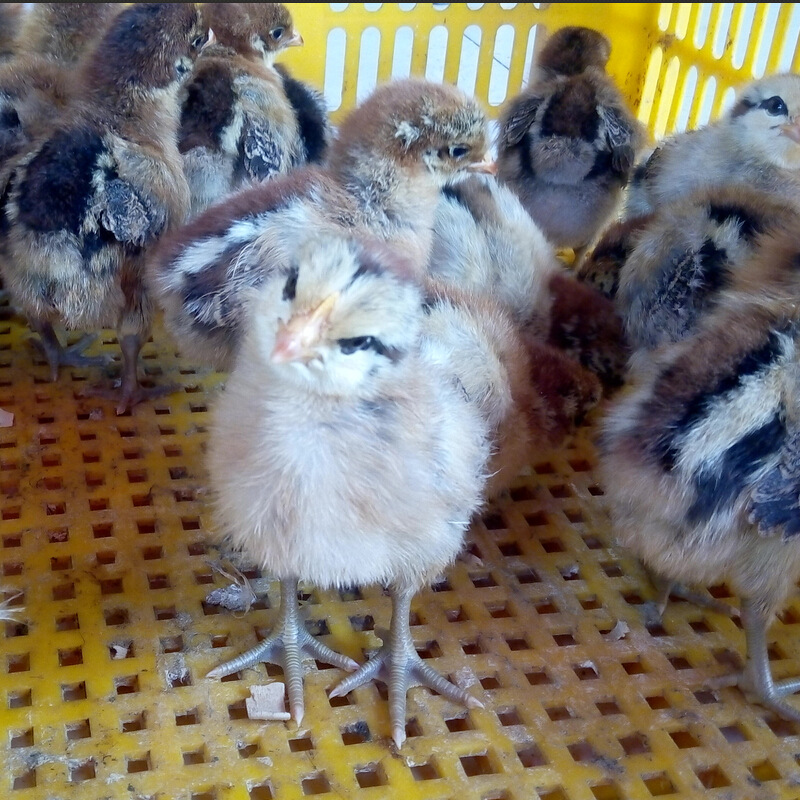 批发供应青脚麻鸡苗 狮头鹅苗 彩凤鸡 灵山土鸡苗 斗鸡苗 三黄鸡