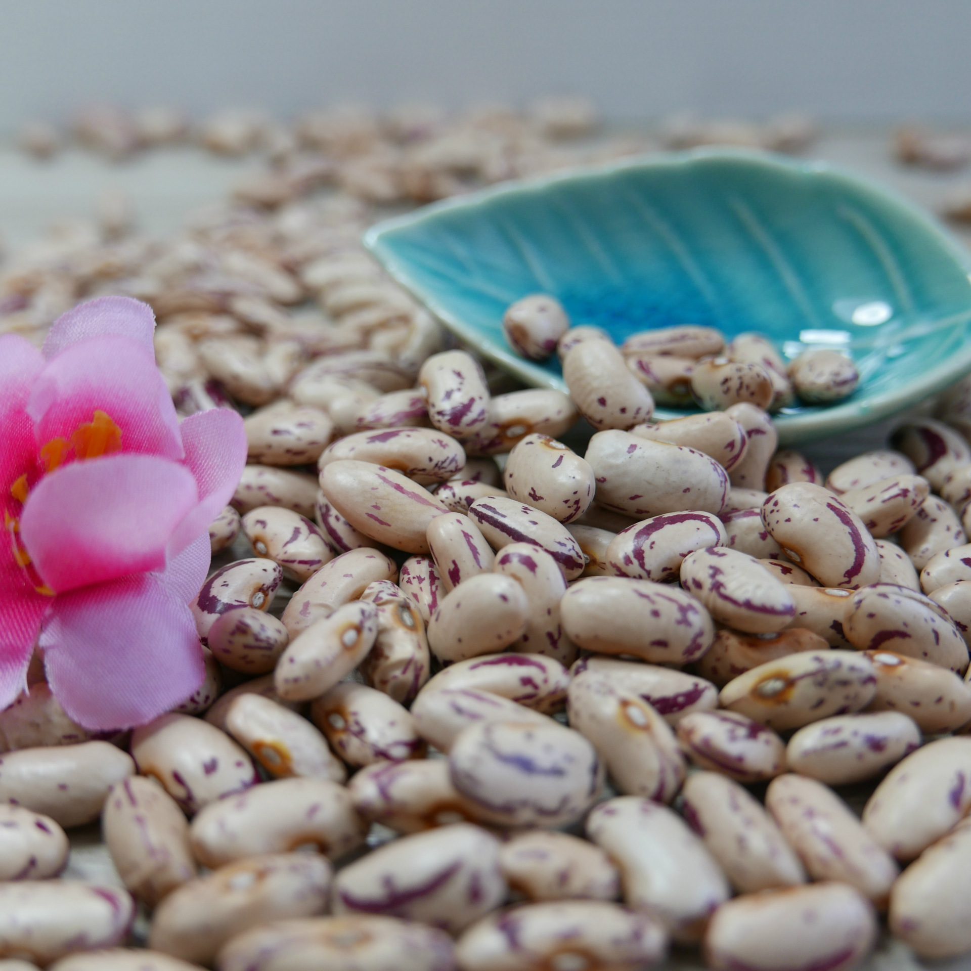 【阿里巴巴】供应2016新奶花芸豆 优质品种