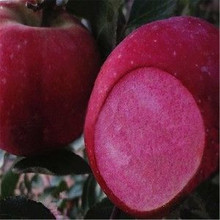 河南红肉苹果树苗批发价格 现挖现卖  1公分红肉苹果苗基地