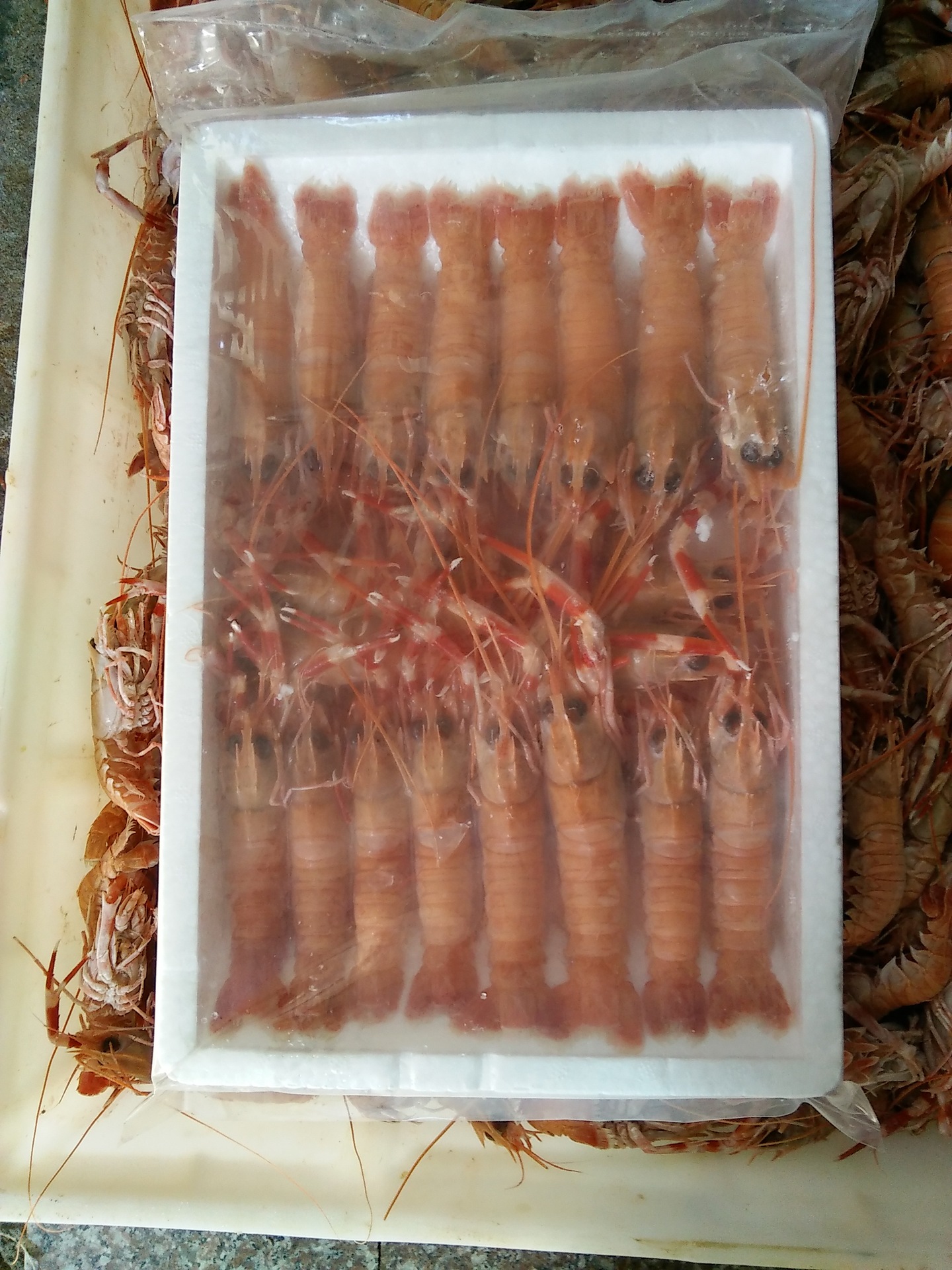 海洋捕捞东海海虾冷冻海鳌虾条冻条虾每斤500g1620条