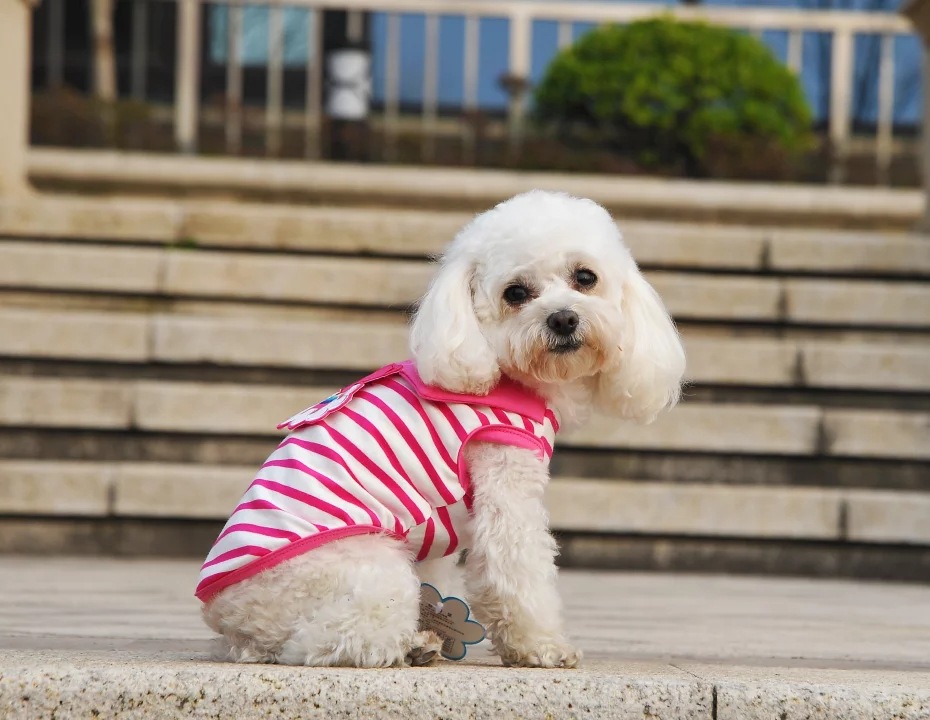 cq 2016 spring and summer new pet clothing apparel dog teddy