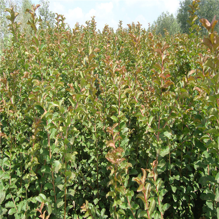 基地供应百日红苗 园林绿化苗木 基地直销 百日红树苗