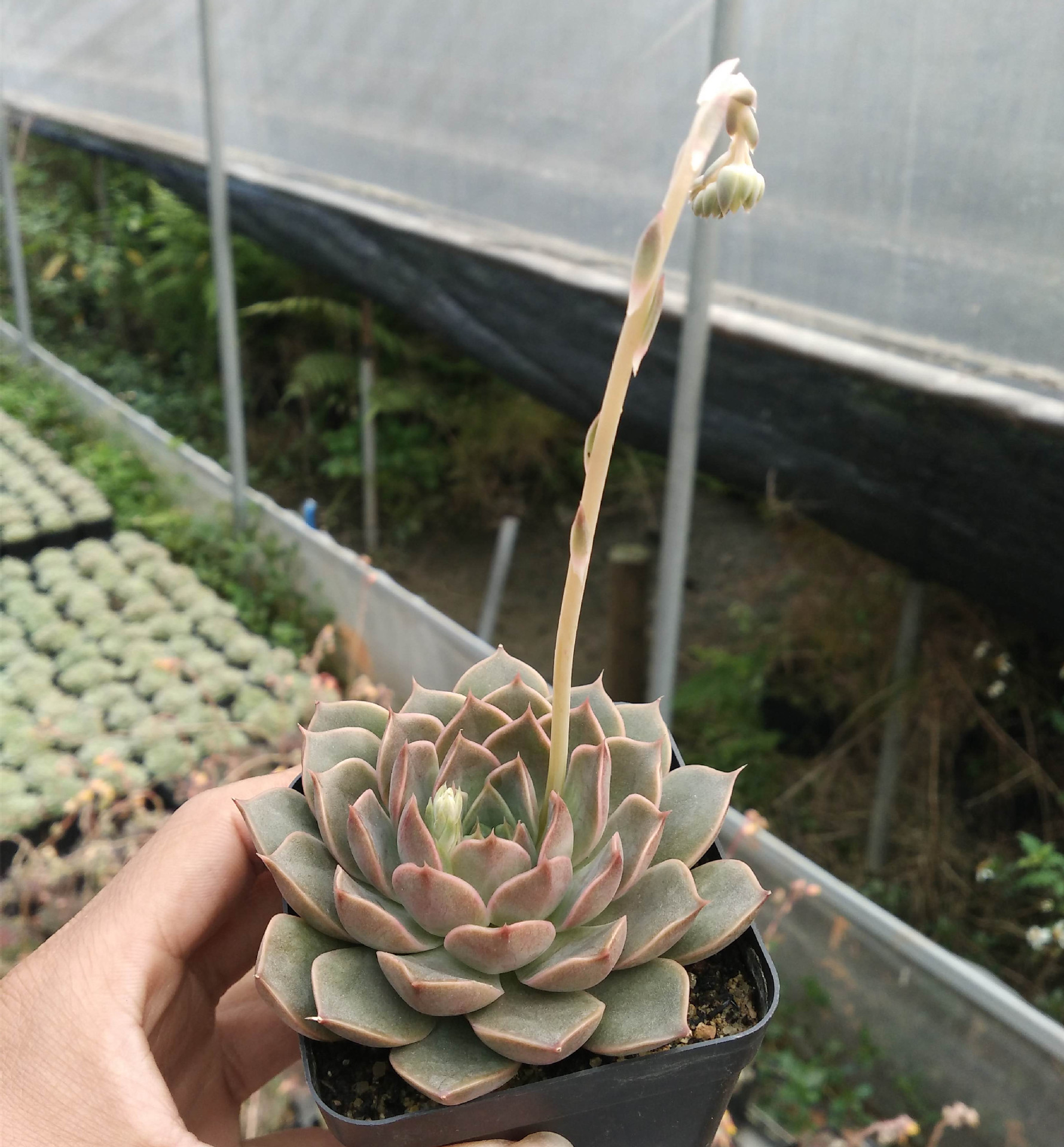 圣路易斯 状态好 多肉植物批发特价 迷你盆栽 多肉植物盆栽.