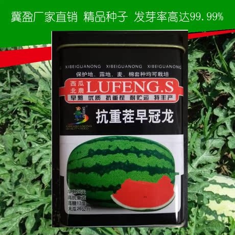 早熟抗重茬早冠龙高产特大黑皮无籽耐储运皮薄韧性好抗病