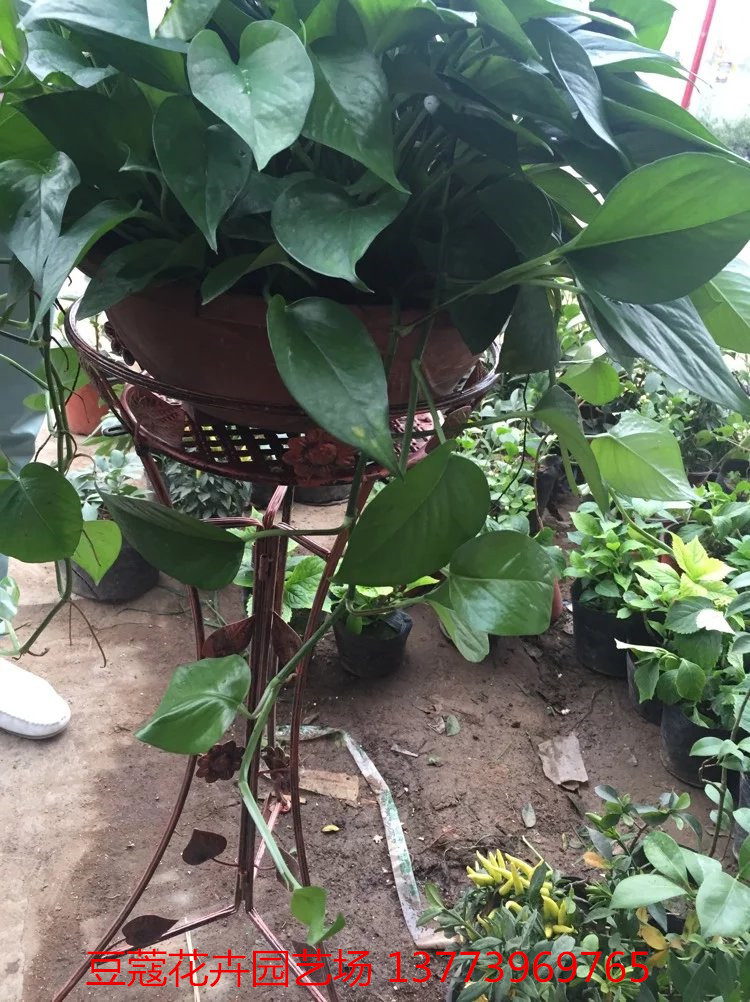 批发:绿萝 大绿萝 室内高档盆栽 配套架子 吸甲醛 净化空气 - 苗木